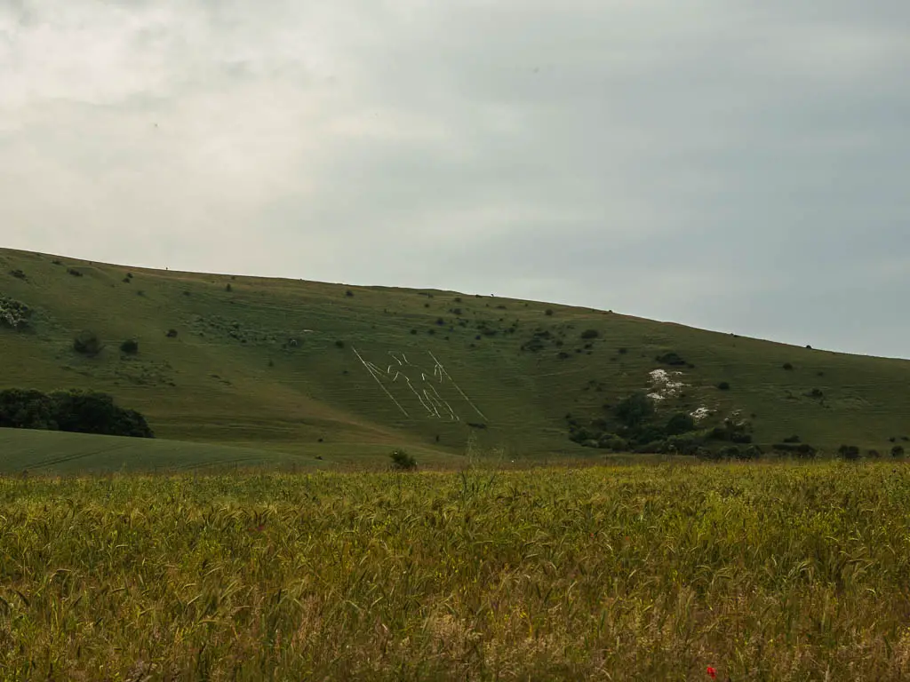 Looking across the corn field, to the hill with the Long Man of Wilmington on the side of it, part way through the circular walk.