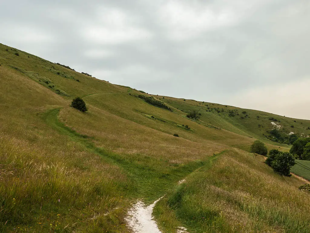 A trail split on the side of the hill, with the right one taking you below the long man of Wilmington, and the left one to walk up over him.