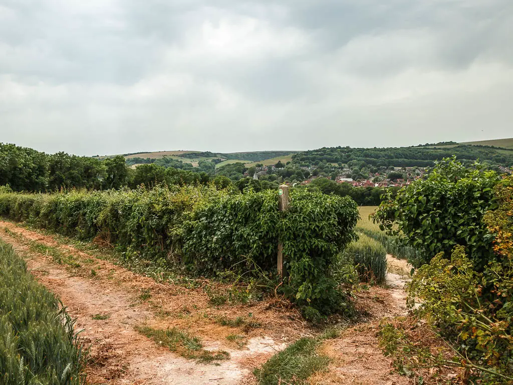 A trail leading to the left alongside the hedge and a gap in the hedge with a trail running through it.