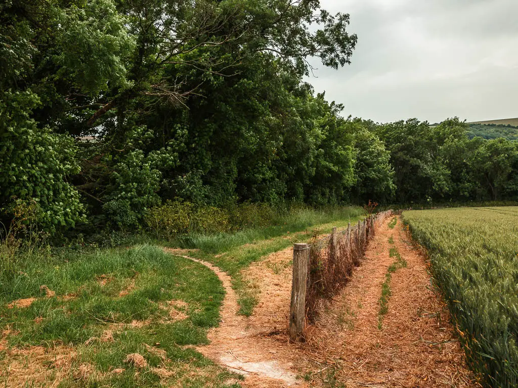 A trail running straight alongside the crop field and a small slither trail leading to the left through the trees and bushes. 