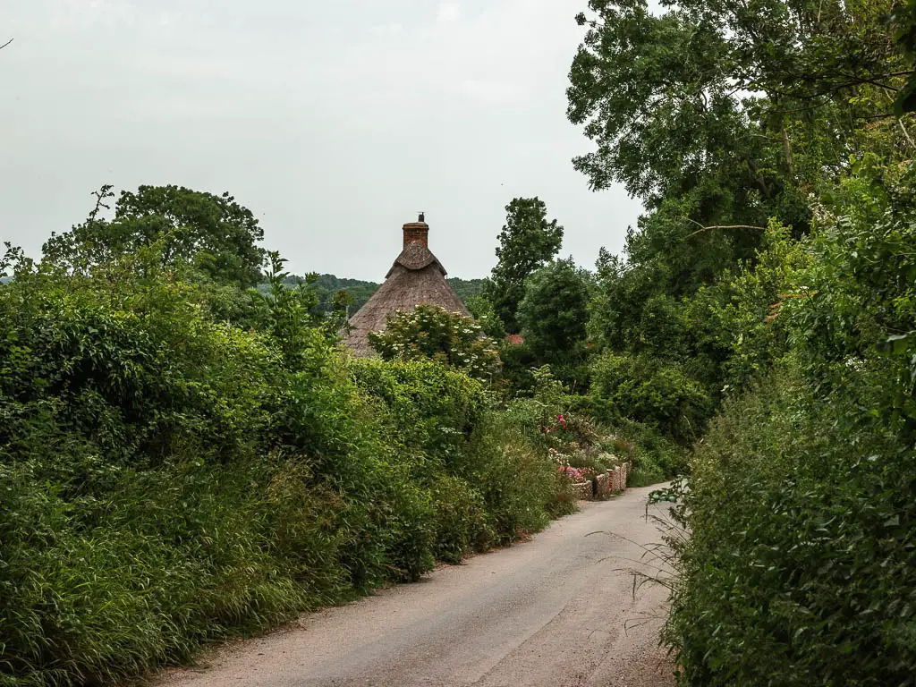 A country road lined with hedges and bushes, and the top of a thatched roofed cottage hidden behind the bushes, on the Long Man of Wilmington circular walk.