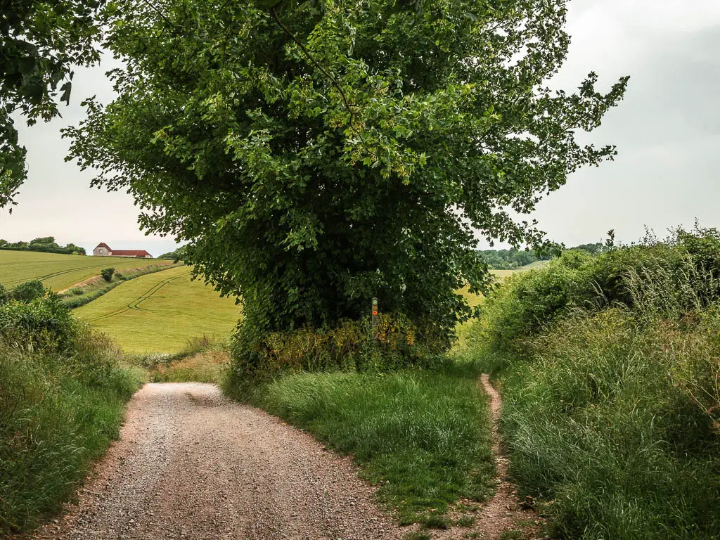 The main gravel road leading down to the left and a small slighter trail to the right, lined with grass and bushes.