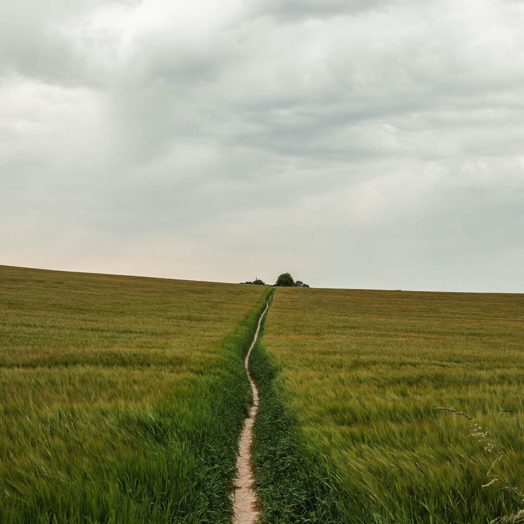 A small slither type trail through the corn field.