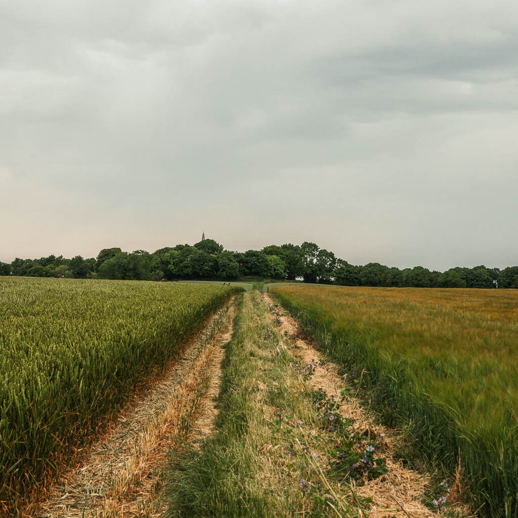 A wide trail through the corn field.