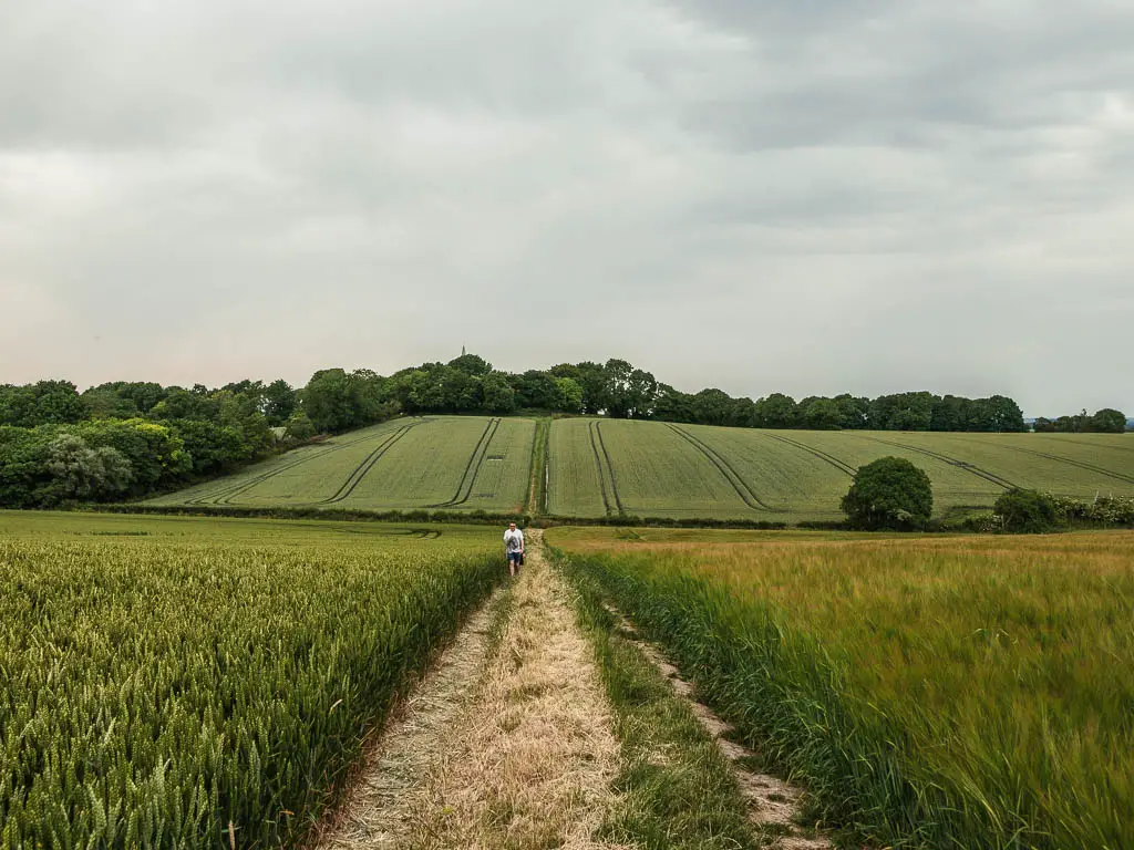 A wide trail through the cornfield, leading to a hill on the other side, neat the end of the circular Long Man of Wilmington walk. The is a person walking this way on the trail.