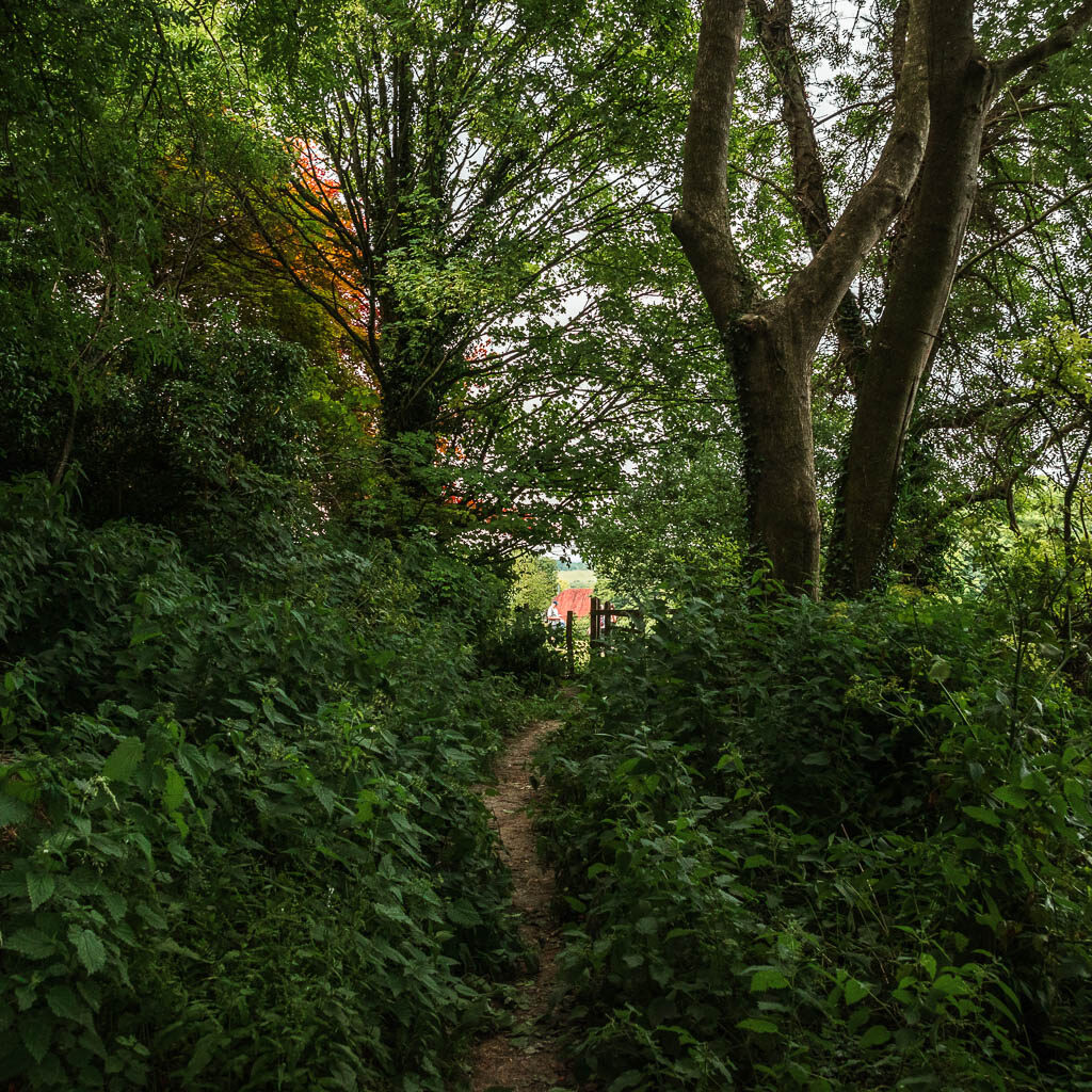 A path under trees cover, lined with bushes.