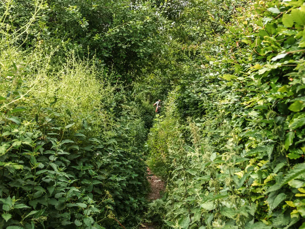 A small gap and path between the tall stinging nettle bushes.