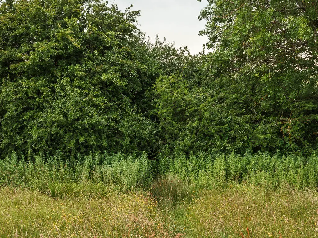 Tall grass with bushes ahead, and a very small barley visible gap through them.