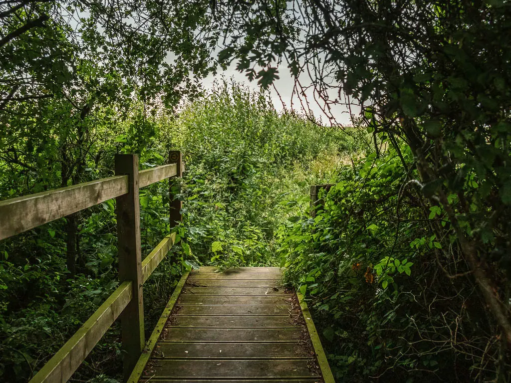 A wooden walkway bridge under the trees, with an opening ahead. 