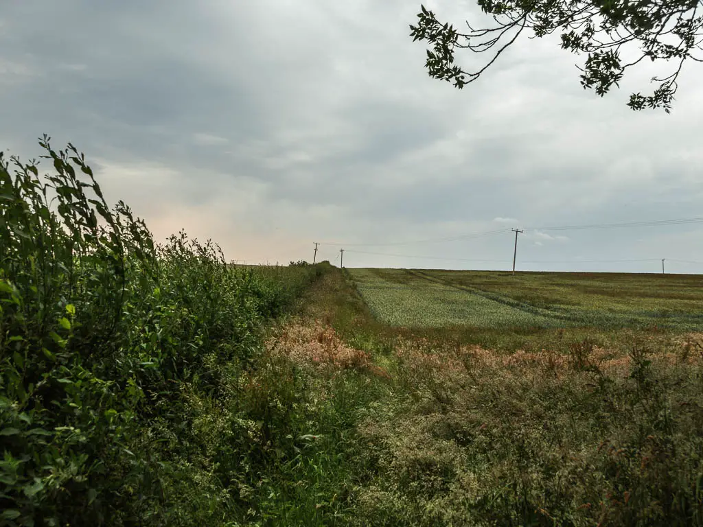 Overgrowth leading to a crop field, with a hedge on the left.