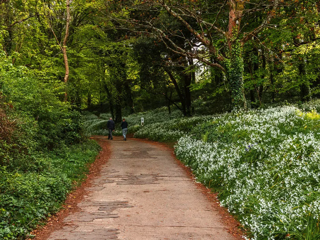 A wide path in the woods, lines with bushes, grass and white flowers. There are a couple of people ahead, walking on the path.