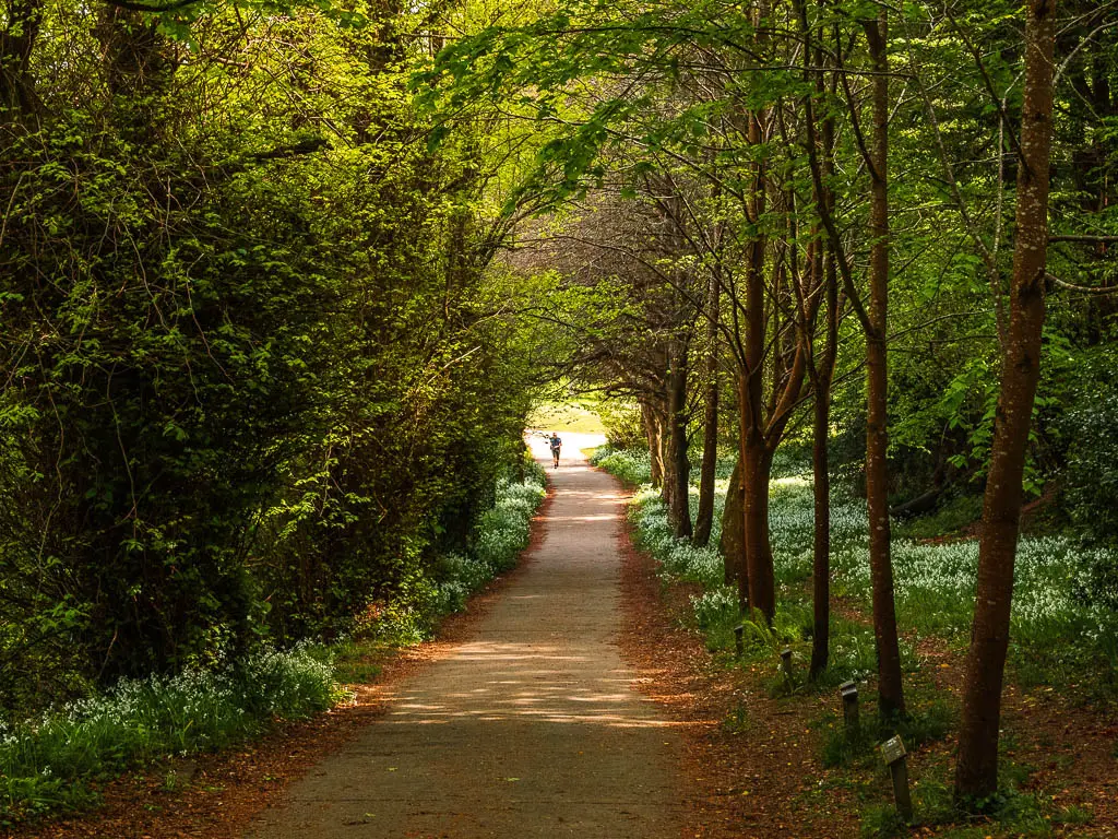 A long path lined with trees on the Mount Edgcumbe to Kingsand circular walk. There is a light at the end of the path to lead out of the woods, and a person standing in the light.