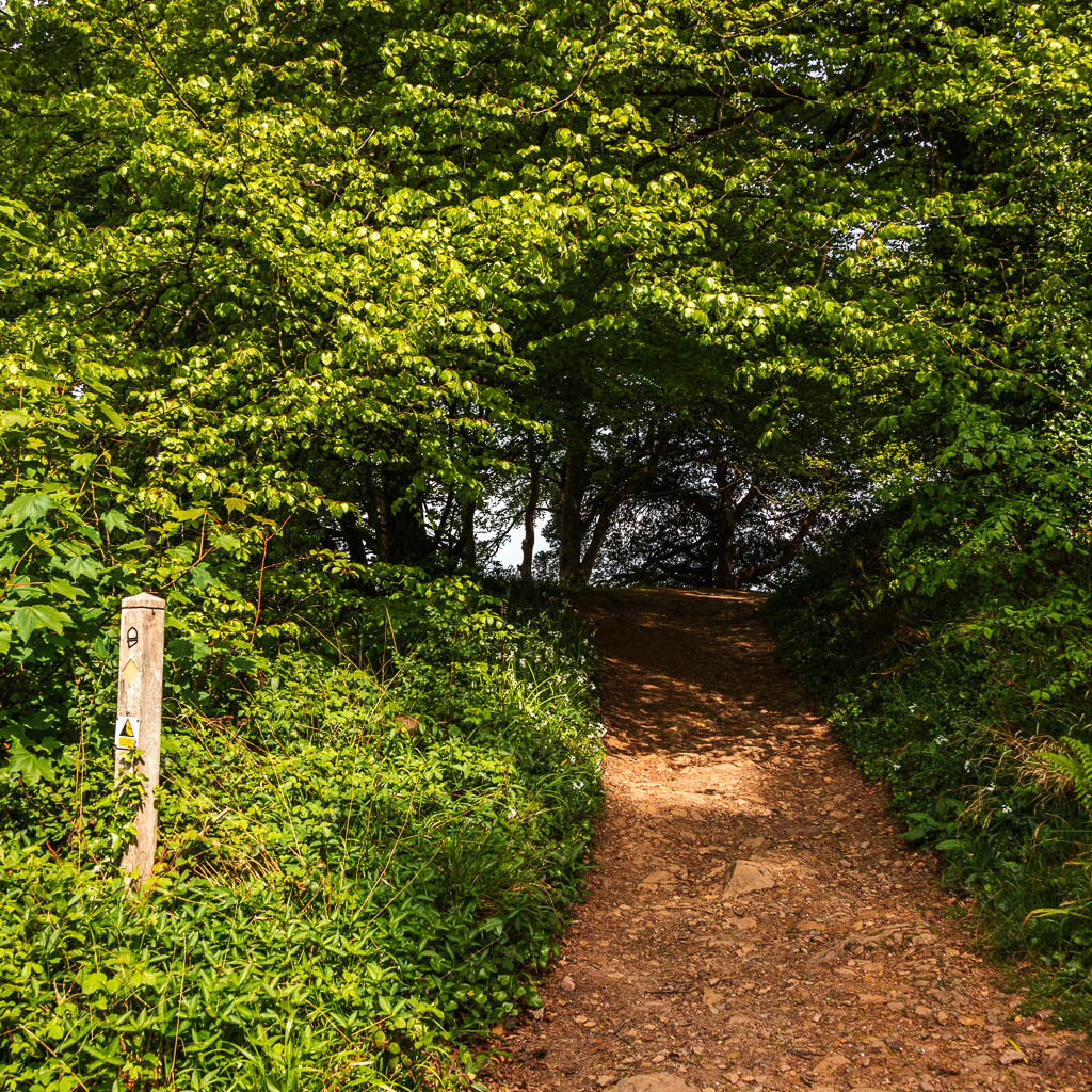 A dirt trail leading into the bushes, with a wooden trail signpost on the left.