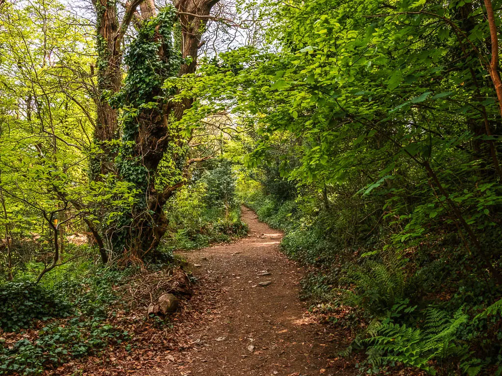 A dirt trail through the woodland.