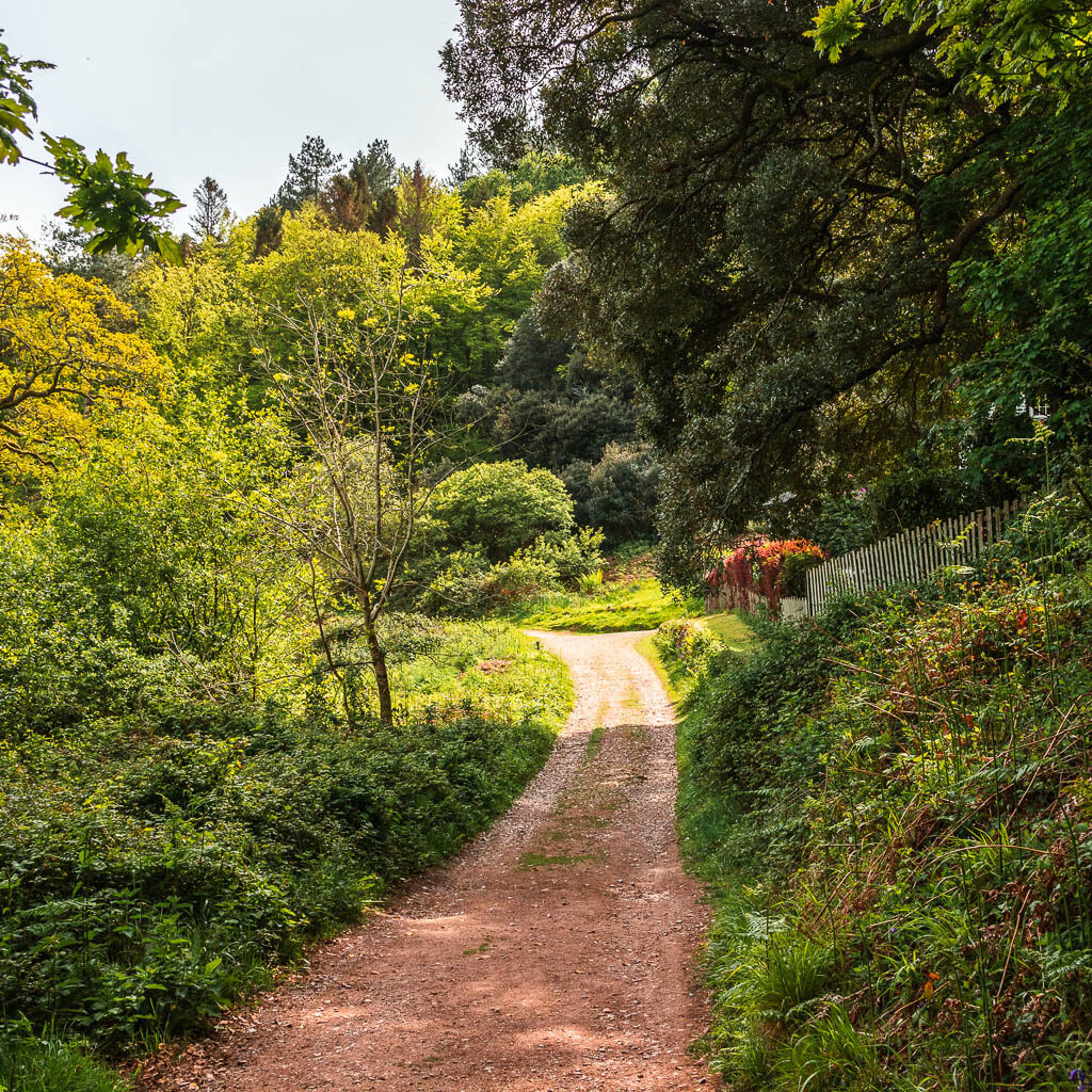 A path surrounded by bushes and trees, with the sunlight light shining through.