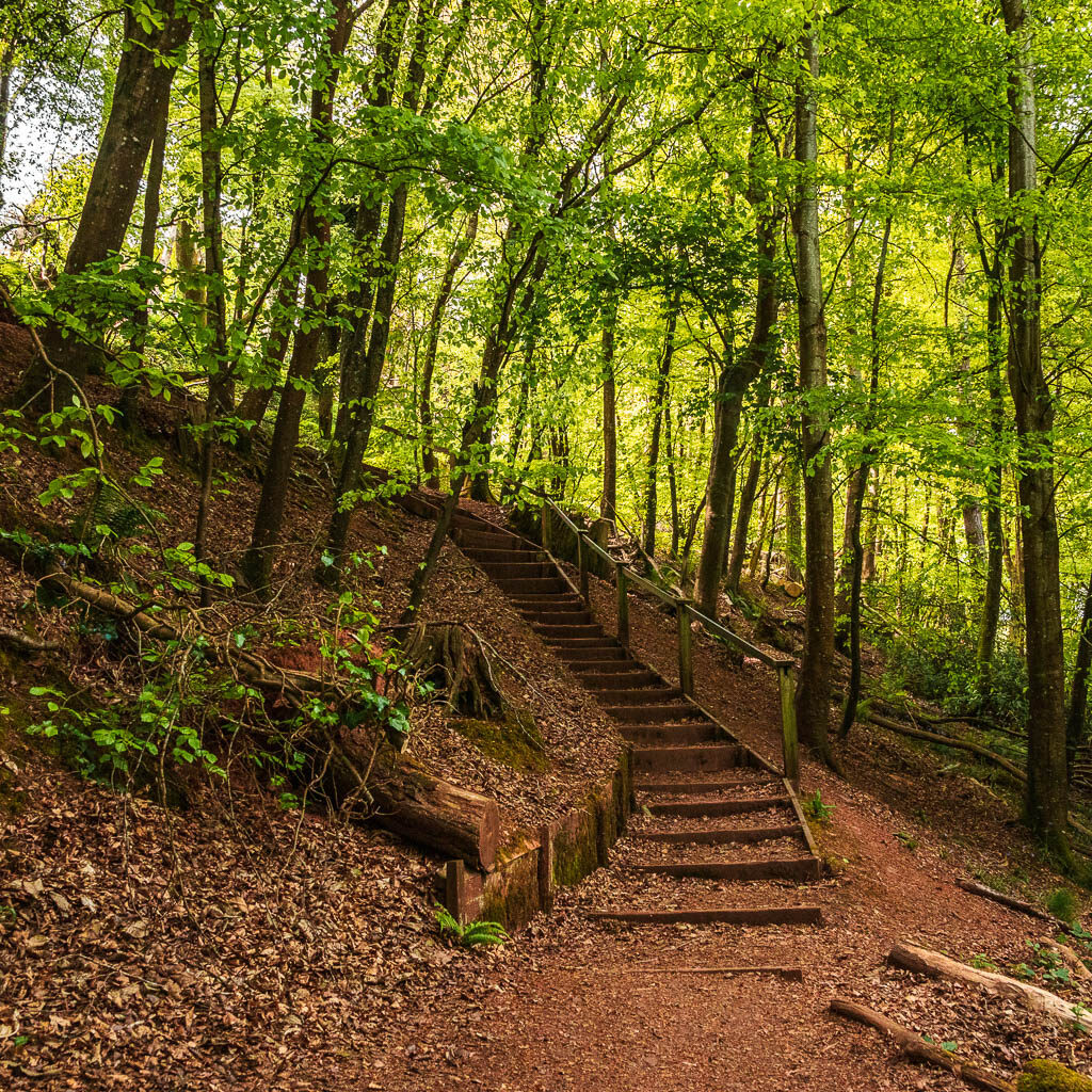 Steps leading up though the woods.