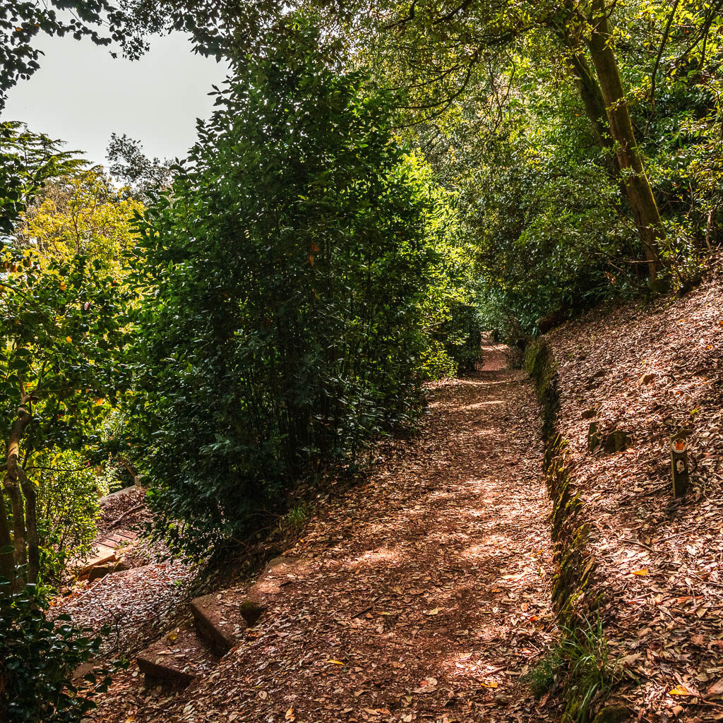 A brown leaf covered path, with some bushes on the left.