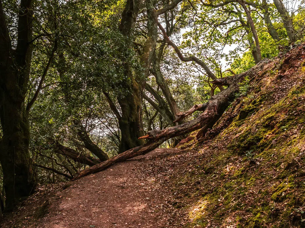 A dirt path on the side of a hill, surrounded by trees. There is a fallen tree ahead on the path.