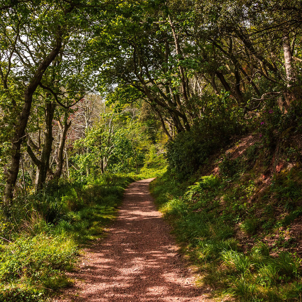 A trail lined with grass and trees hanging overhead.