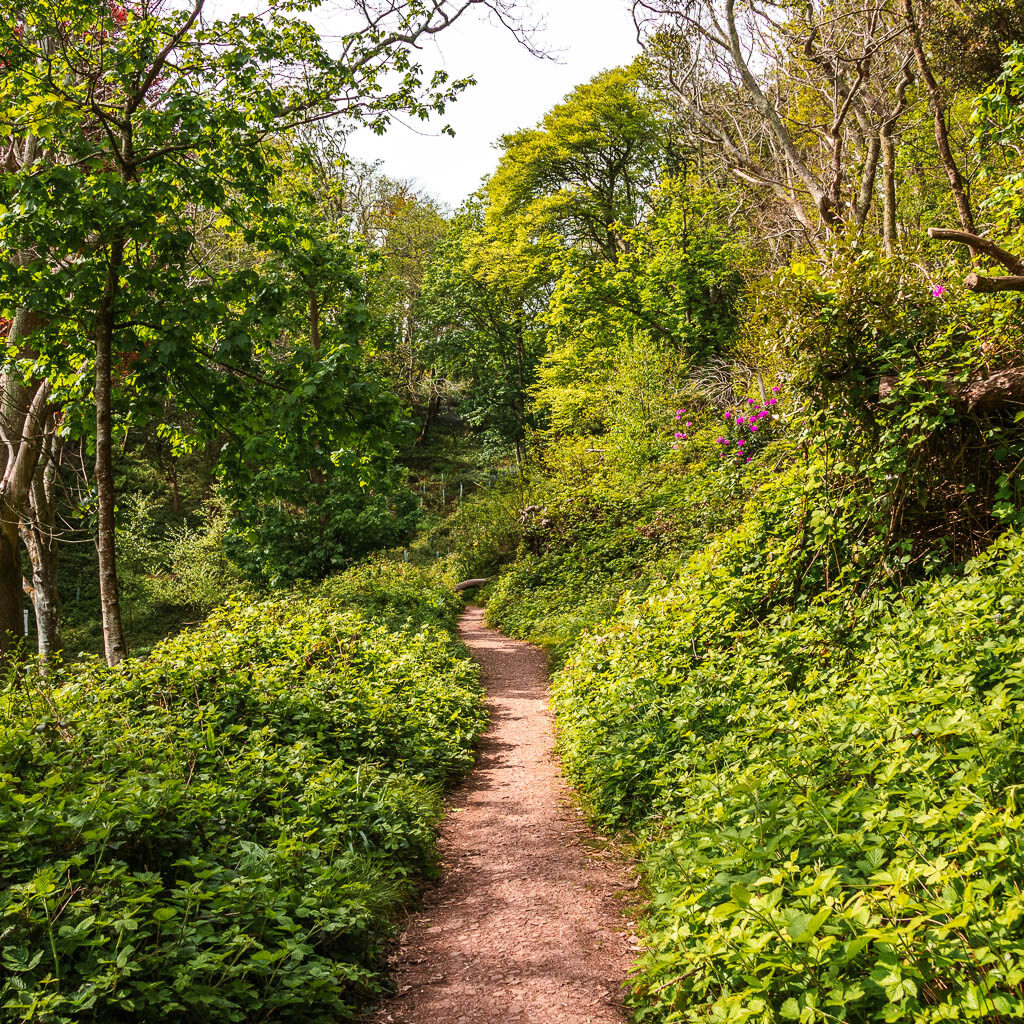 A path lined with small bushes and plants and trees.