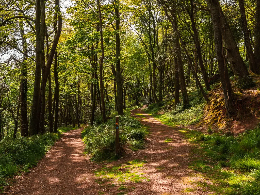 A trail split in the woods. There is a wooden stump signpost at the split with a yellow arrow pointing left and a blue arrow pointing right.