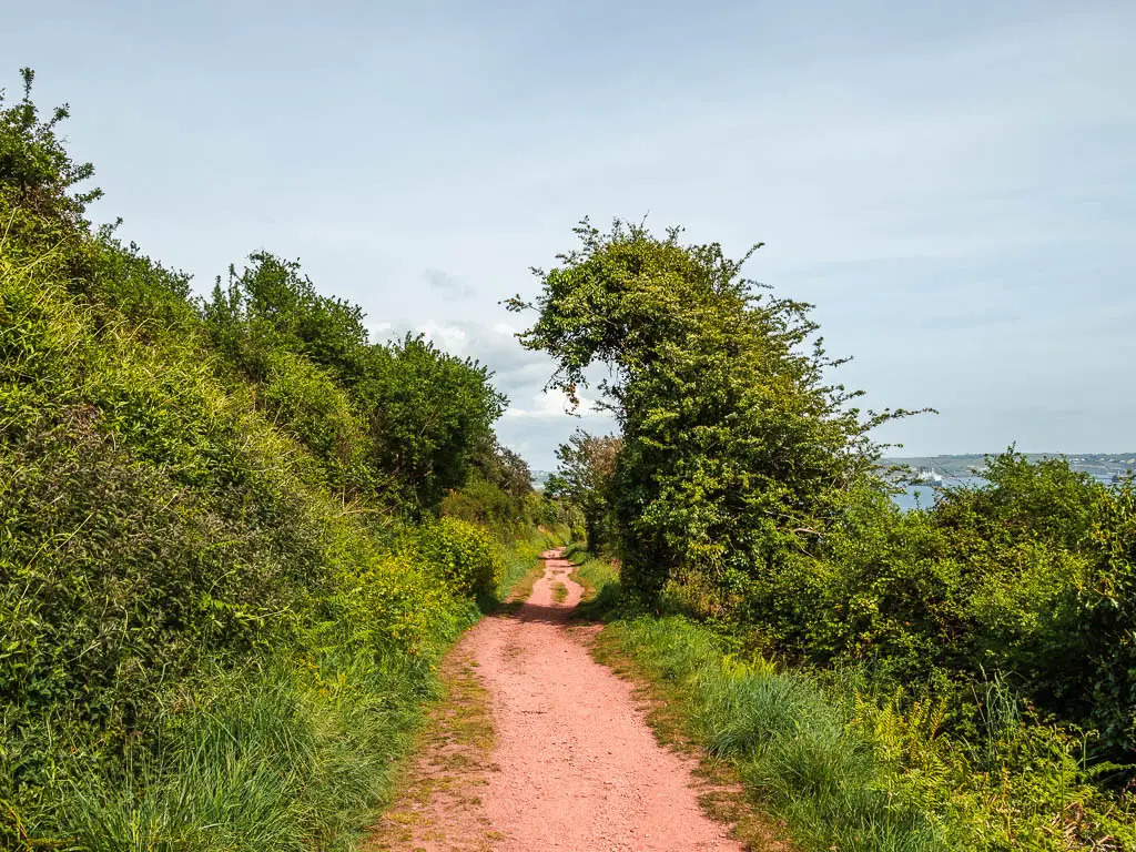 A red soil dirt trail lined with tall bushes on the left and grass and short bushes on the right. There is one tall over hanging bush on the right side of the trail.