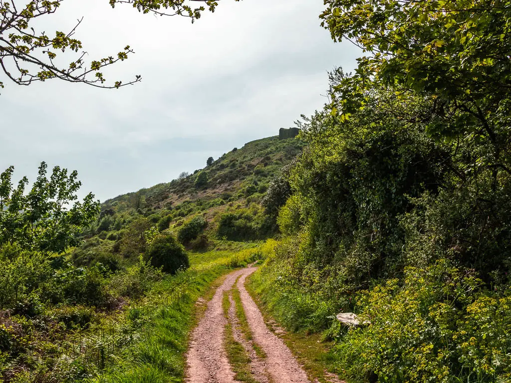 A trail with overgrown grass and small bushes to the left and tall bushes to the right. There is a tree covered green hill visible ahead in the distance. 