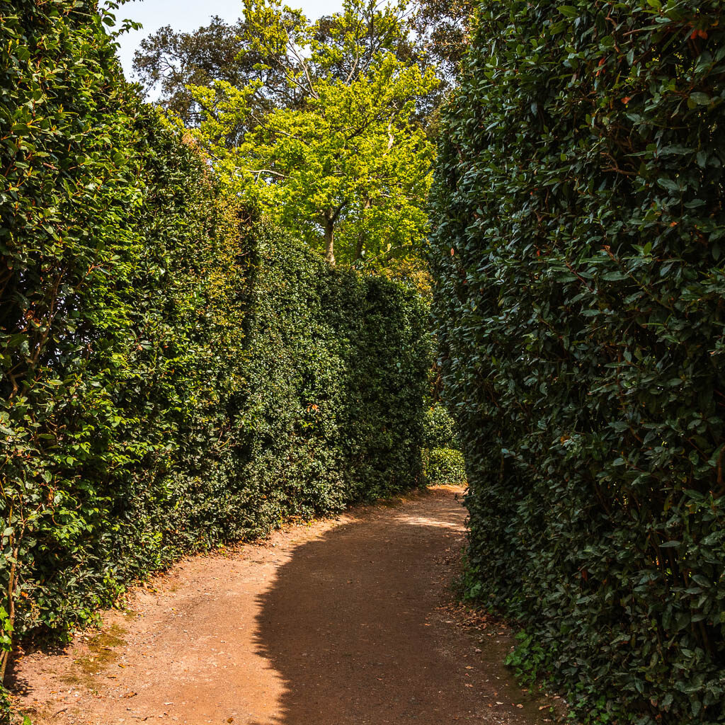 A path lined with very tall neat hedges.