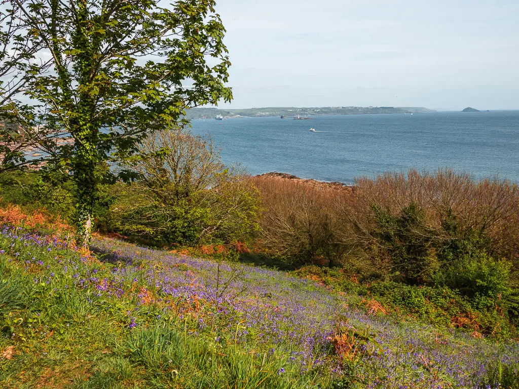 Looking down the grass hill with bluebells, leading to some bushes then the blue sea below.