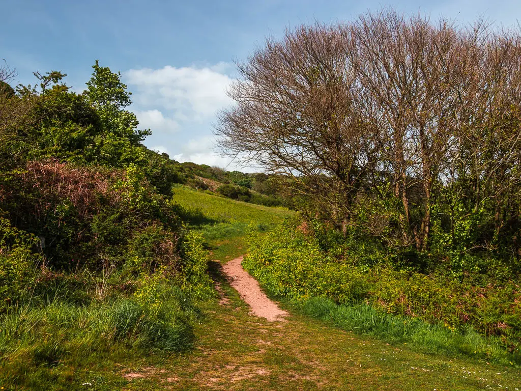 A small dirt path through an opening in the bushes. 