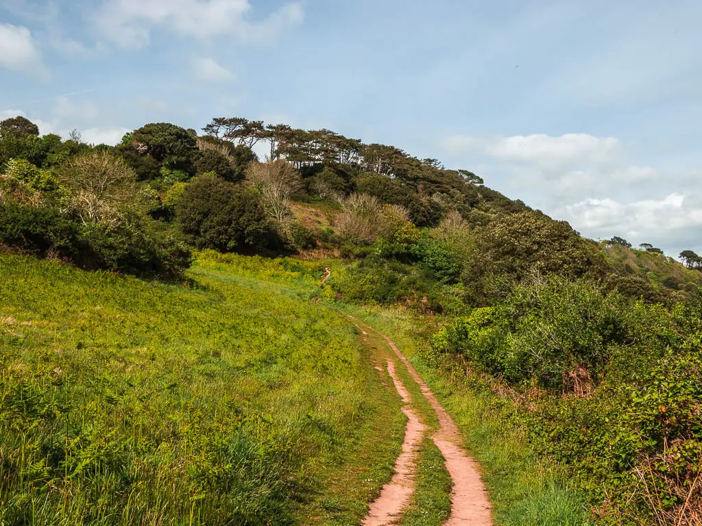 A dirt trail leading uphill in the field with overgrown grass, towards the woodland.