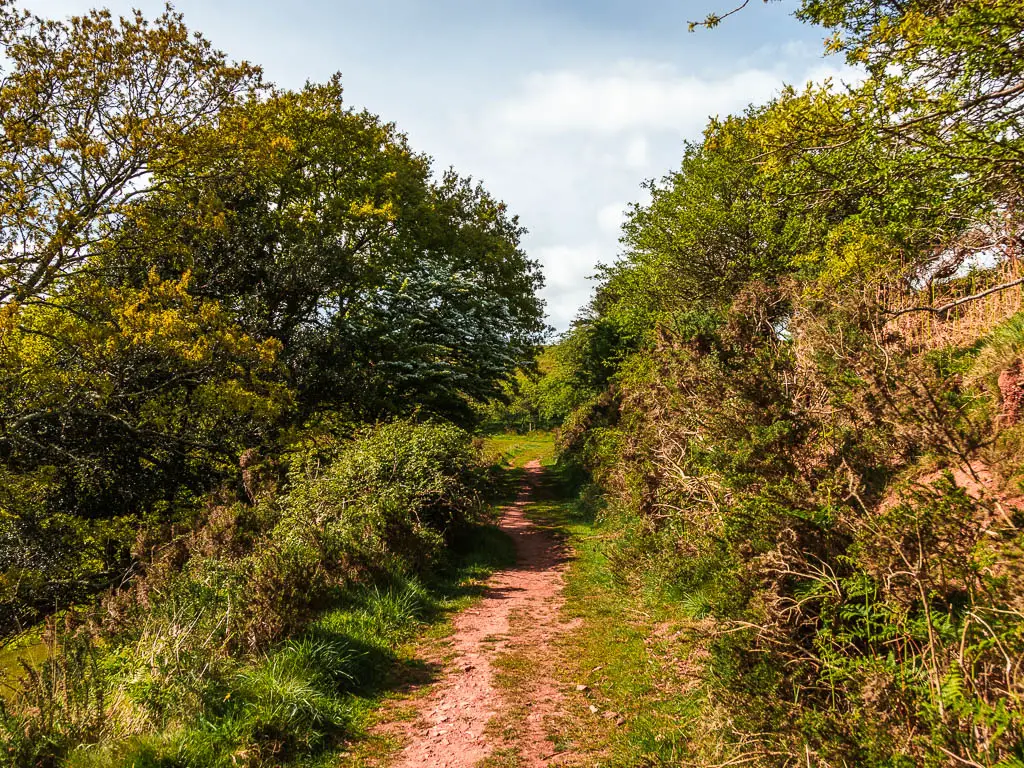 A path running through the trees and tall bushes. 