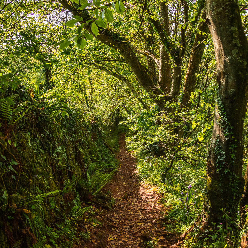 A dirt trial with a moss covered wall on the left and trees and bushes on the right.