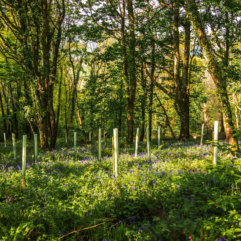 Bluebell bushes in the woodland.