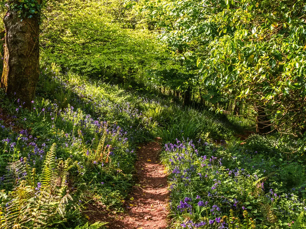 A dirt path lined with lots of bluebells in the woodland on the Mount Edgcumbe to Kingsand circular walk.