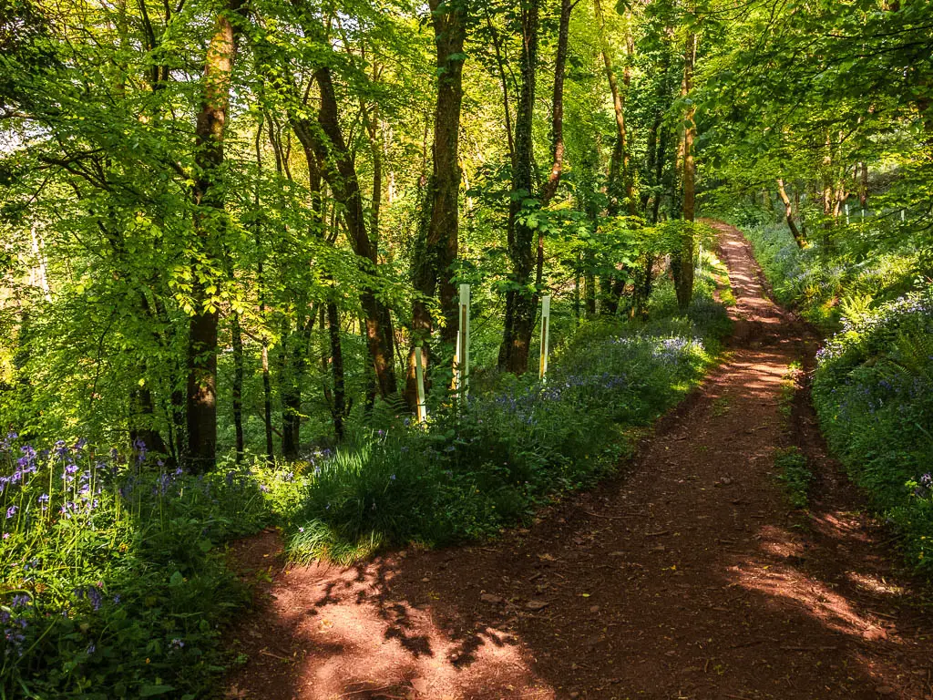 A dirt trail leading straight and a small dirt trail going off it to the left in the woodland on the Mount Edgcumbe to Kingsand circular walk.