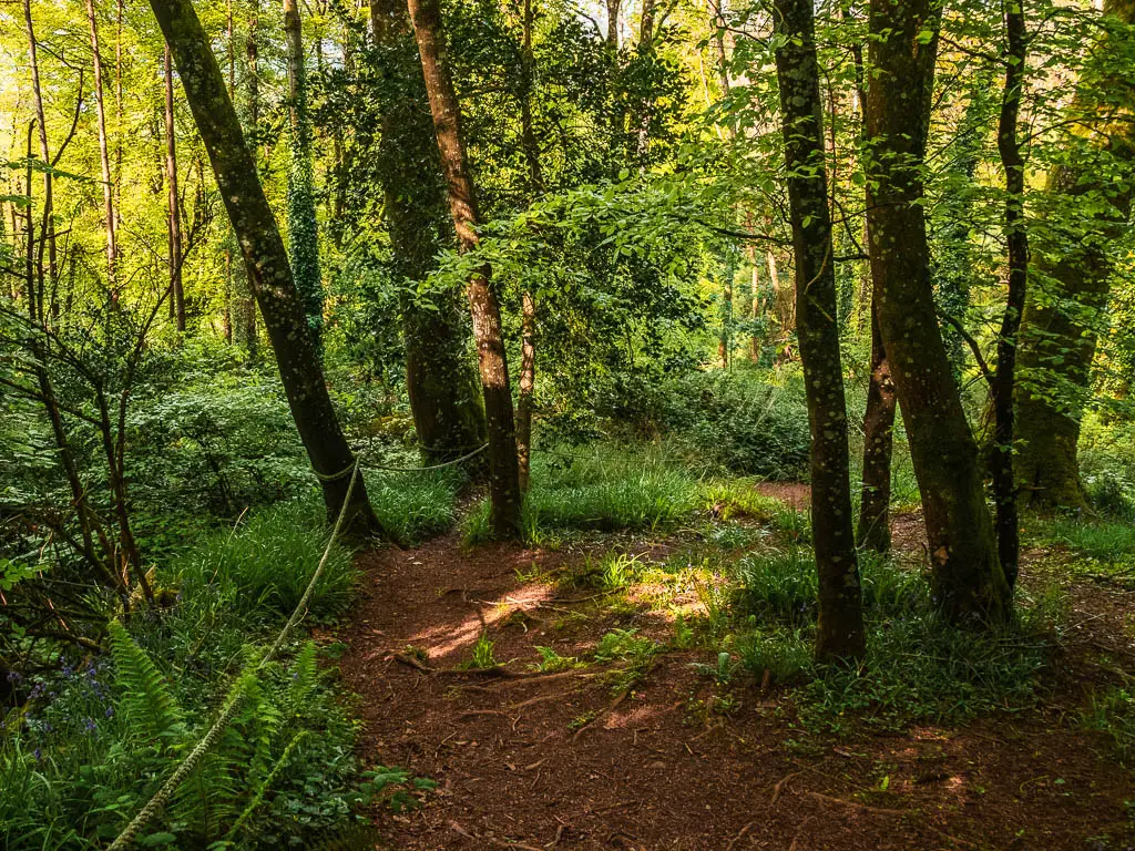 A dirt trail leading down though the woods, with a rope hanging along the trees on the left.