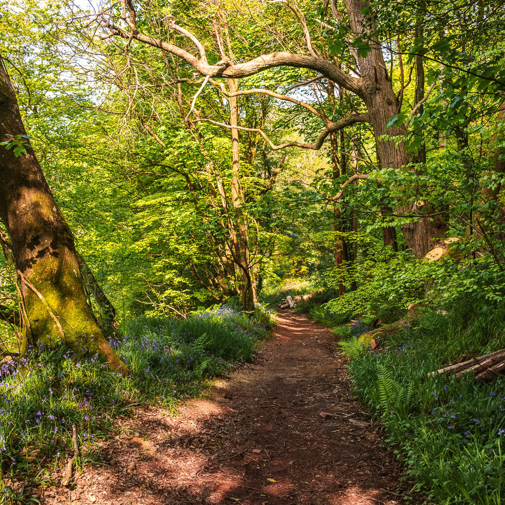 A dirt trail in the woods.