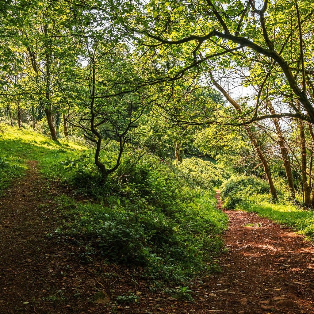 A dirt trail split with small greenery seperating the trails.