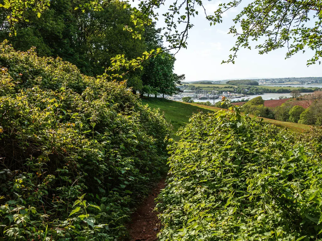 A dirt trail barely visible amongst the bushes with a green field ahead on the circular walk from Mount Edgcumbe to Kingsand.