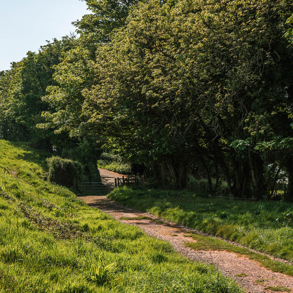 A path at the bottom of a hill with overgrown grass, and some trees on the other side of the path.