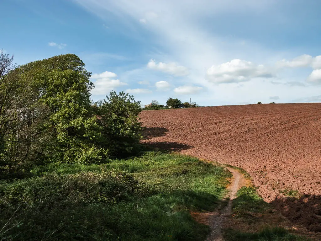 Grass and bushes on the left and a brown crop hill field on the right near the end of the Mount Edgcumbe to Kingsand circular walk.