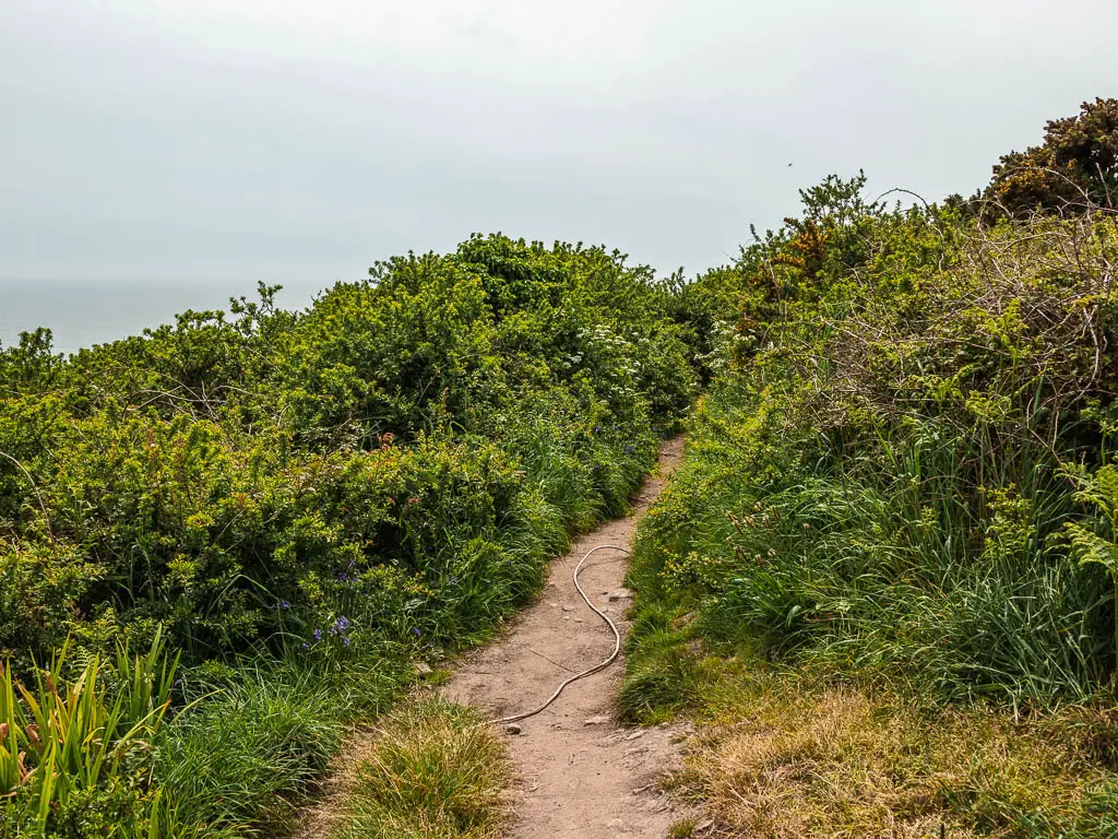 A trail lined with bushes and tall grass. There is a wire snaking along the trail.