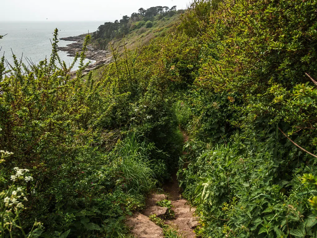 Rocky steps on the trail disappearing through the bushes on the walk from Mousehole to Lamorna.