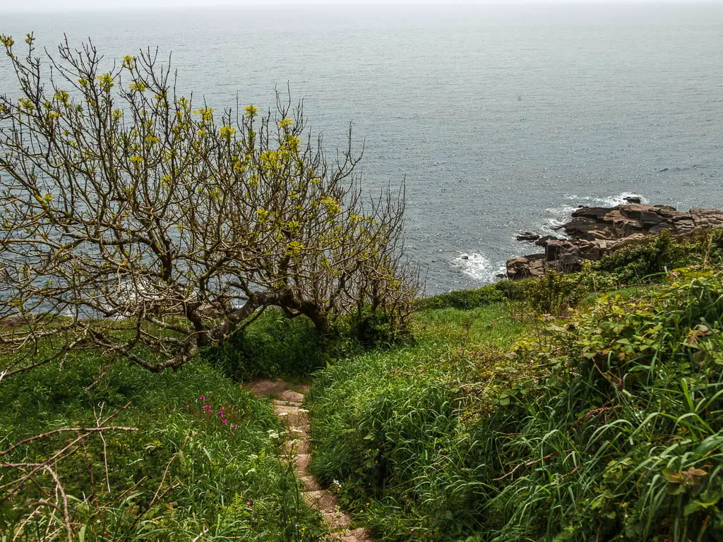 Rock steps leading downhill, surround by tall grass and some bushes with the sea and some coastline rocks below.