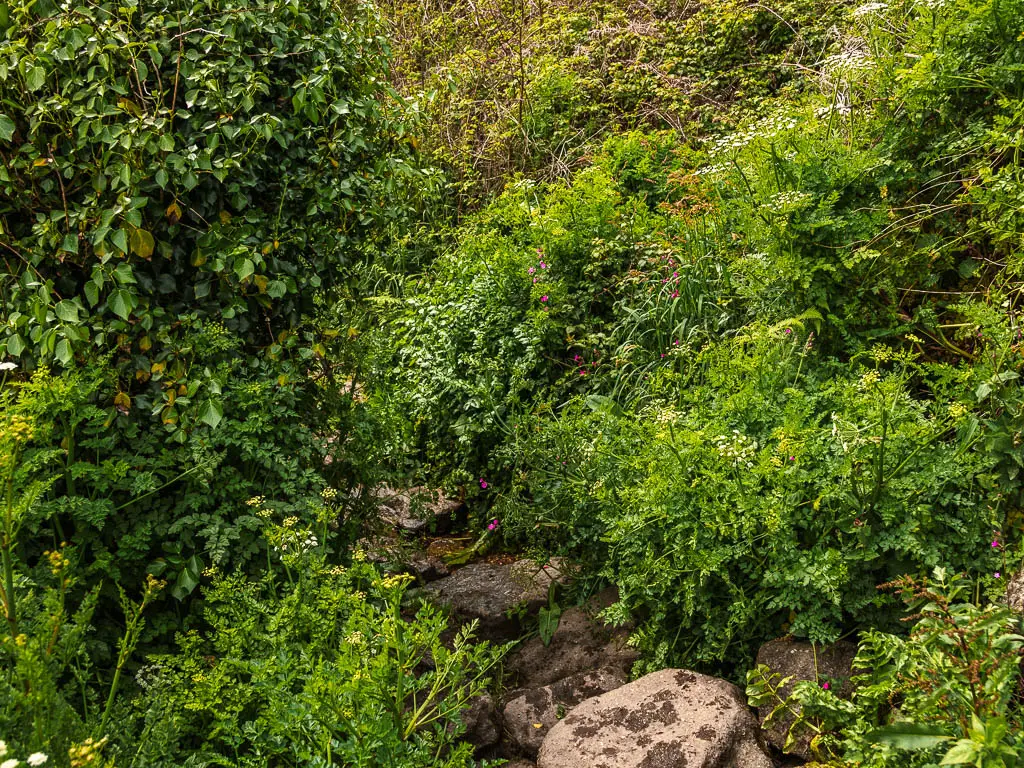 A rock trail surrounded by greenery and disappearing ahead into the bushes. 