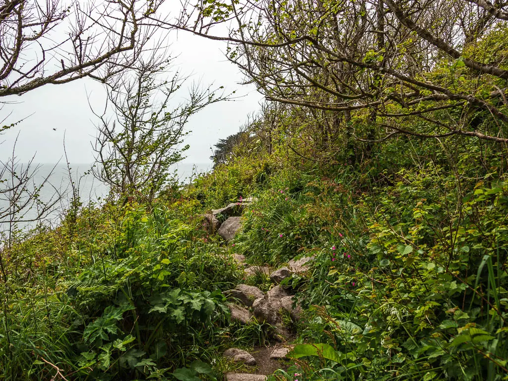 A rocky trail through the tall grass and leaves on the coastal walk from Mousehole to Lamorna.