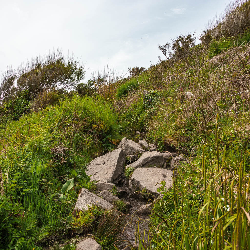 A few rocks on the path, surrounded by overgrown grass.