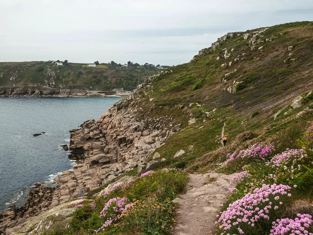 Looking along the side of a grass covered hill with lots of rocks at the bottom by the sea, on the walk from Mousehole to Lamorna. There are lots of pink flowers on the hill. 