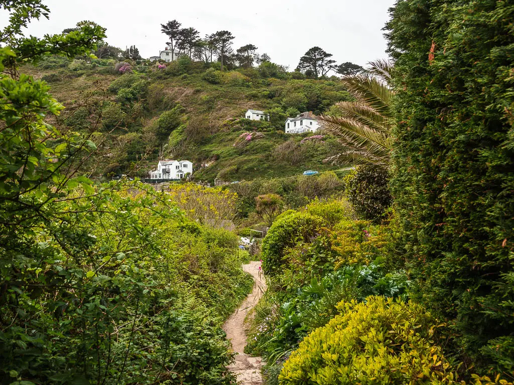 A narrow path leading through the bushes to the village of Lamorna, half way through the walk from Mousehole. There are a few white cottages up on the grass and bushes covered hill ahead.